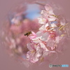 弥生花―18