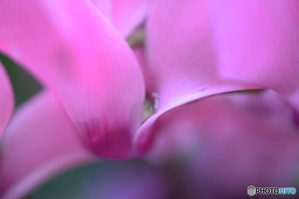 霜月花ー３