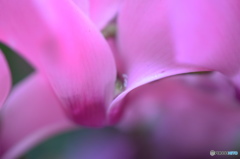 霜月花ー３