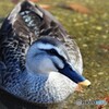 今年もよろしくお願いします。