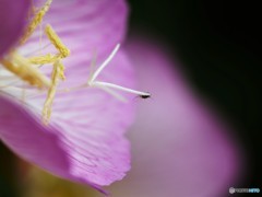 蕊に誘われて、、、ⅱ