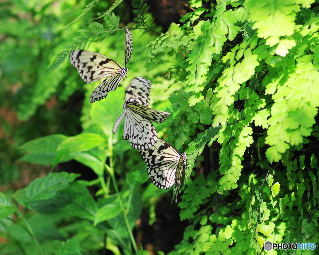 生物園Ⅳー12　「求愛」