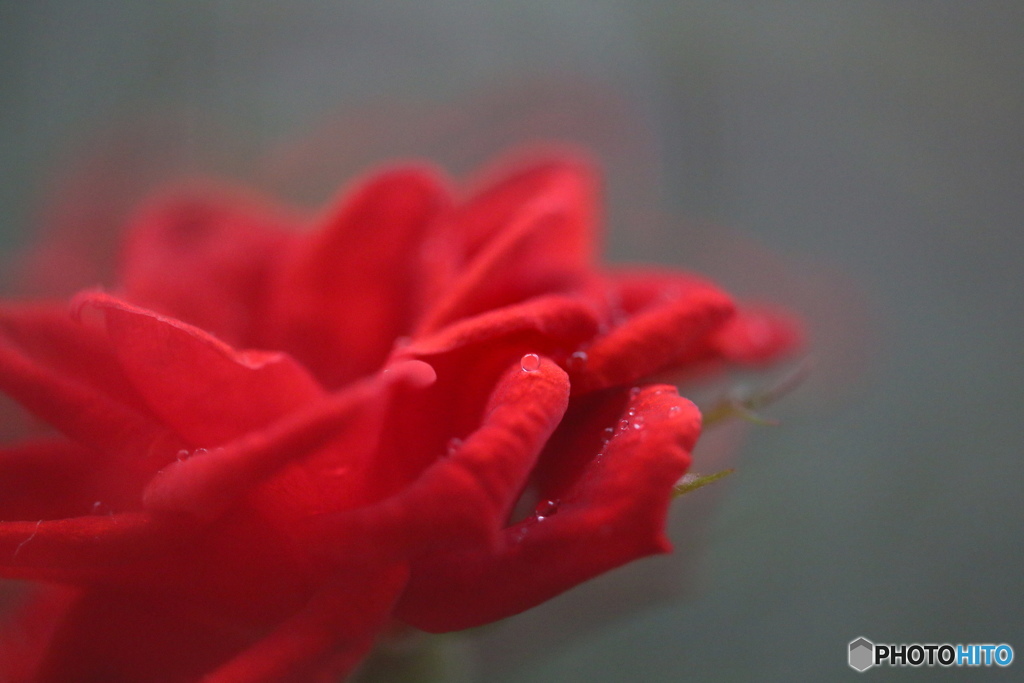 同じ花ー④