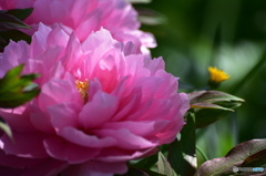 卯月花ー牡丹