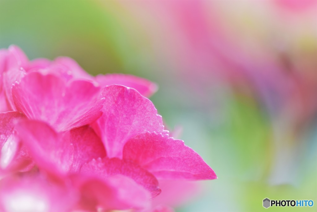 季節の花に思う、、、ⅵ