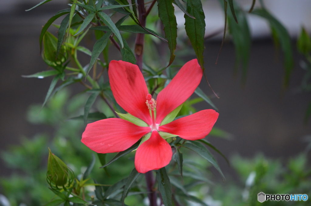 長月花ー９