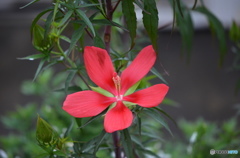 長月花ー９