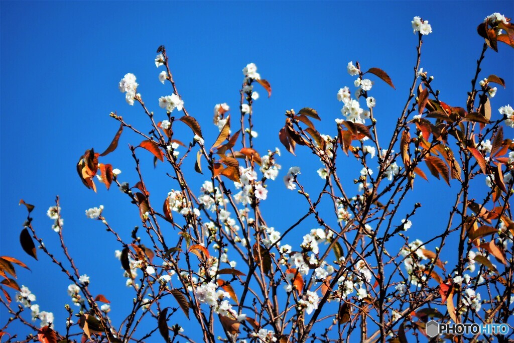 子福桜～ⅱ