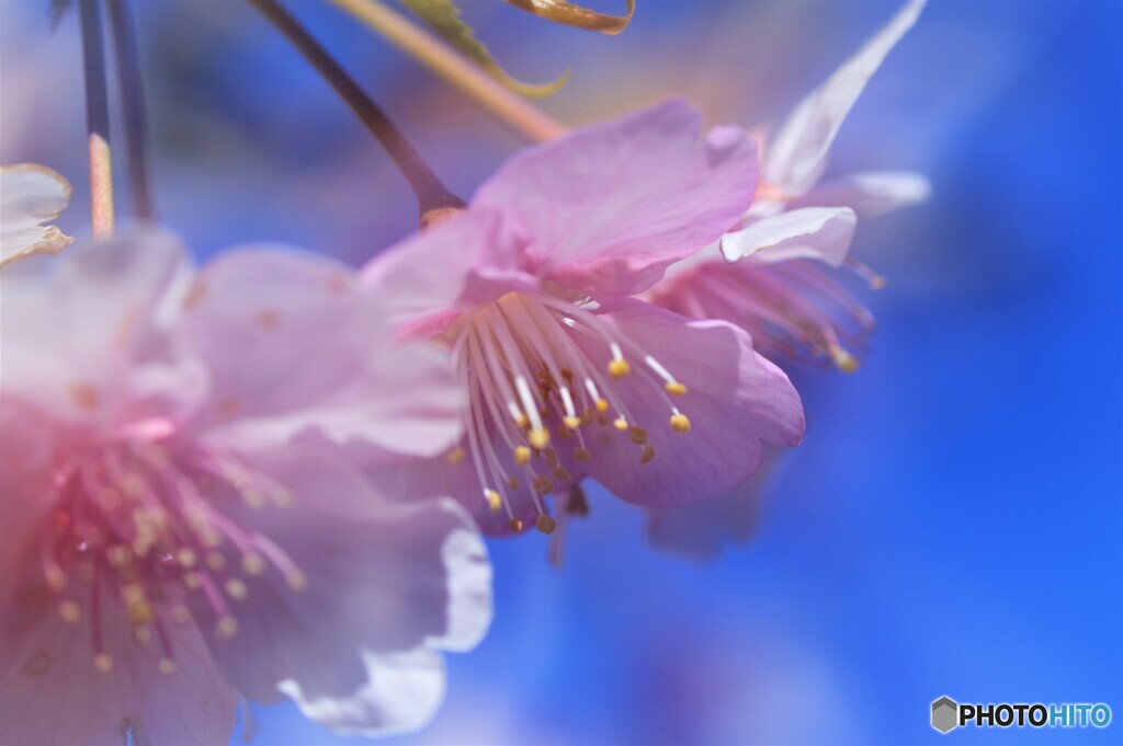 6年前に見た河津桜～ⅱ