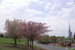 桜咲く汐入
