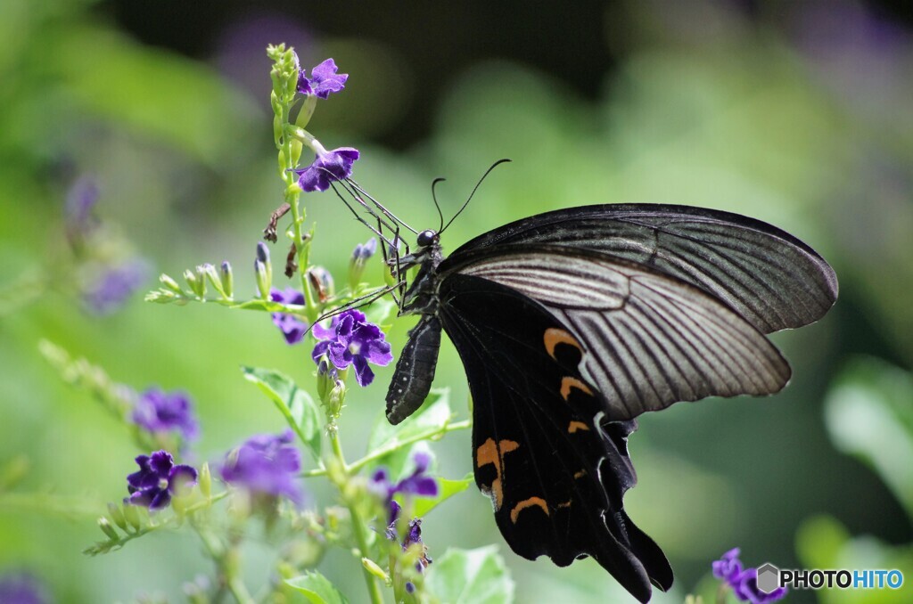 黒蝶の魅力～ⅴ