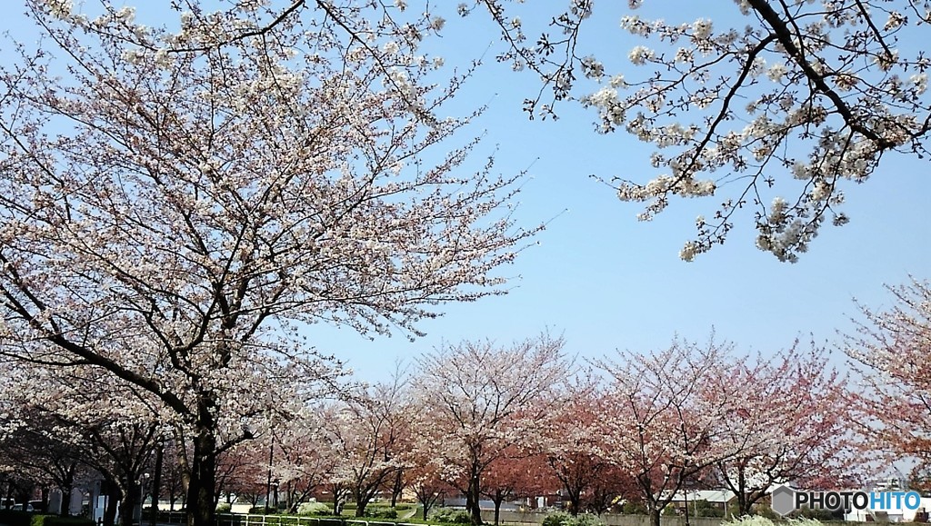 平成最後を咲く桜達～xiv