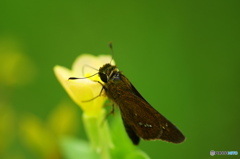 セセリ蝶の顔ー７