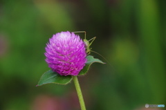 葉月花ー８
