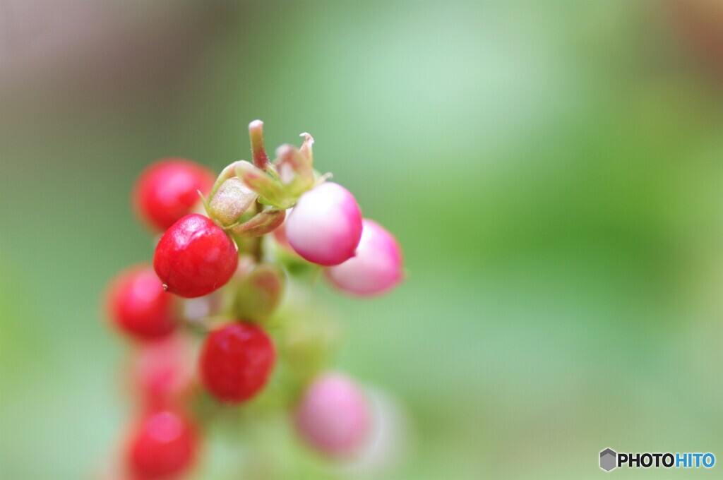 数珠珊瑚