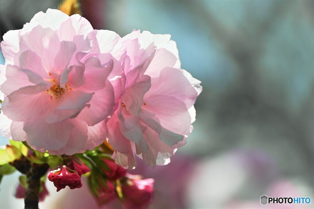 汐入八重桜 糸括り～ⅱ
