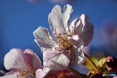 ７年前の河津桜～ⅱ