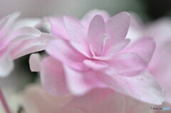 ベランダ華～ⅳ