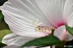 タイタンの叫び、、、。