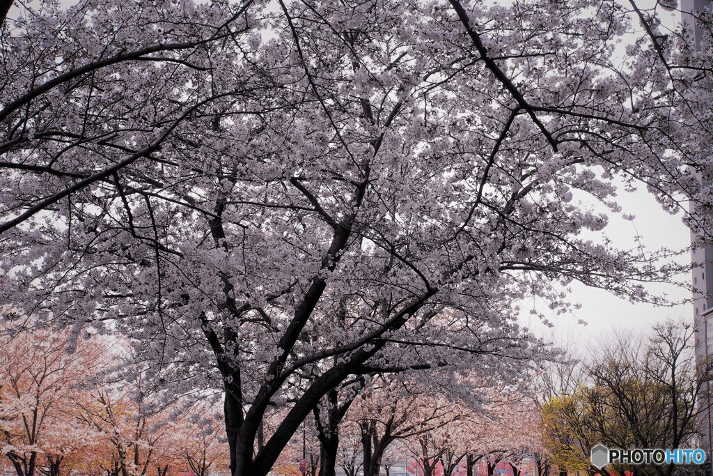 三桜の競演