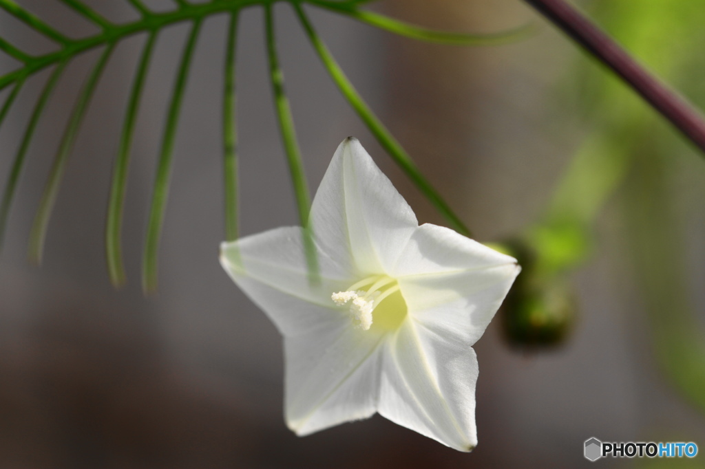 神無月花ー15