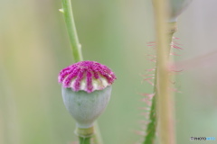 花床。