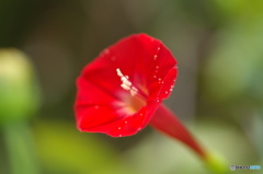 葉月花ー30
