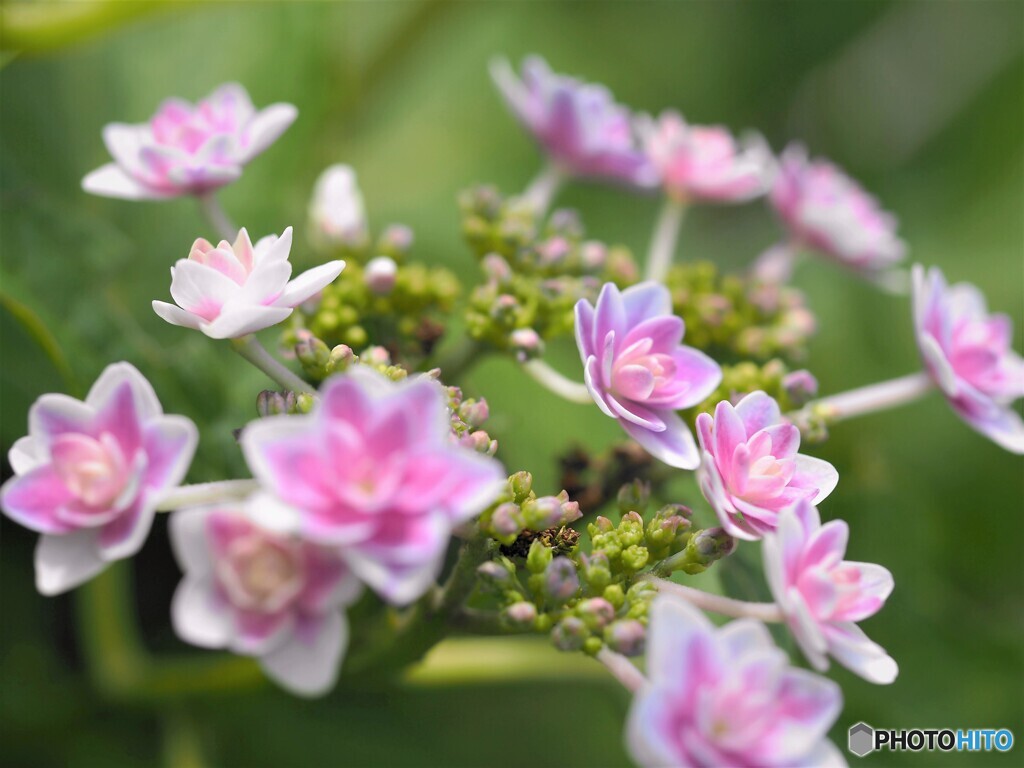 梅雨の華～ⅱ