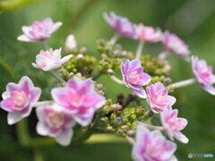 梅雨の華～ⅱ
