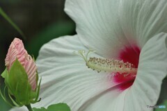 盛夏を咲く、、、。