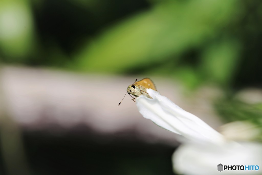 白の花舞台。