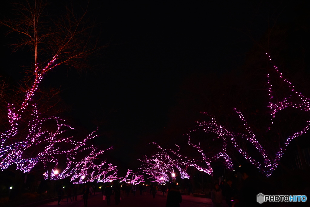 上野恩賜公園のクリスマスーⅳ