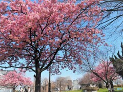 桜便り～ⅺ