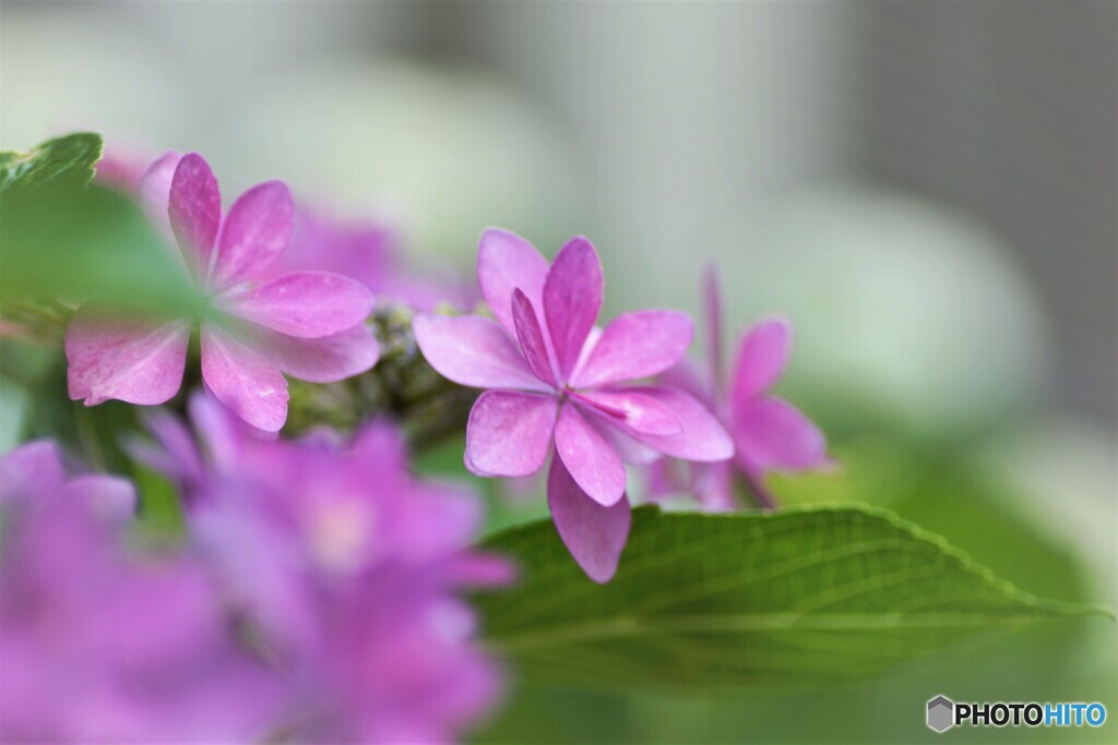 梅雨時の華～ⅺ