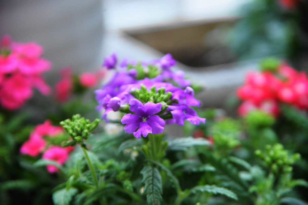 フルサイズの春花ー２