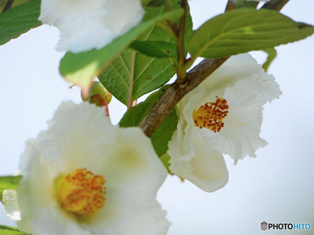夏椿