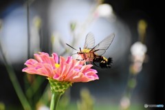 魅力な花。