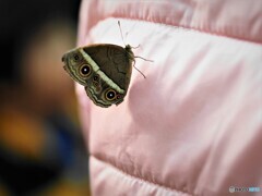 冬の蝶達～ⅶ