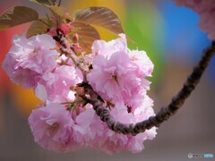 虹色、関山桜～ⅱ