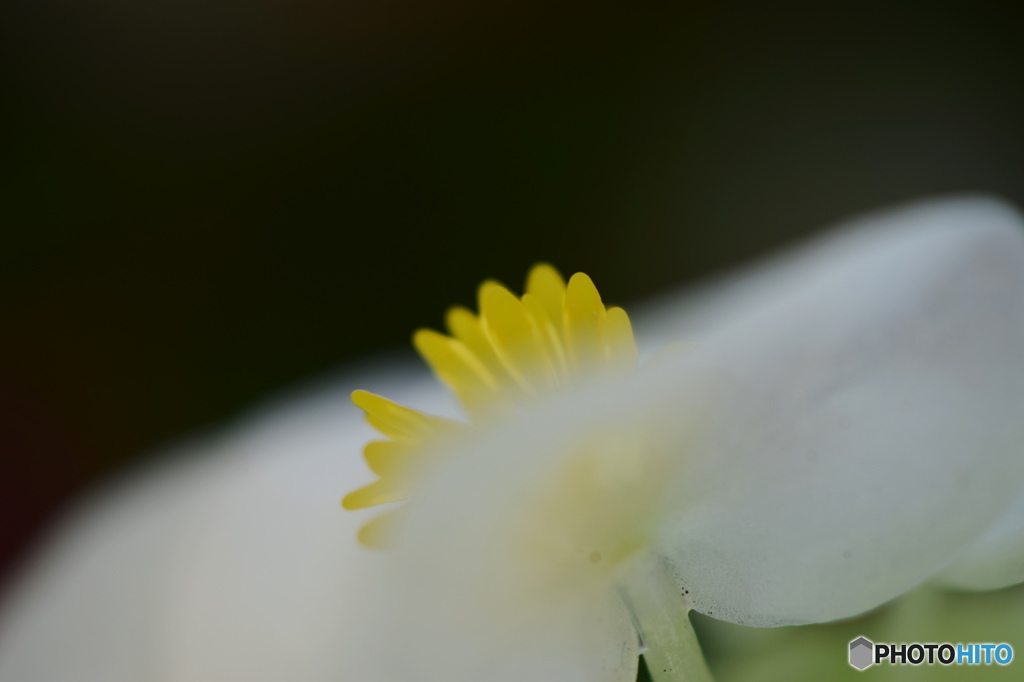神無月花―23