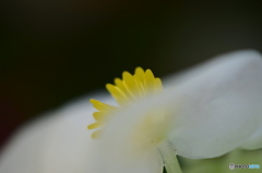 神無月花―23