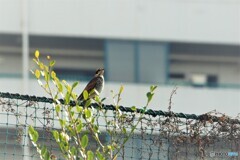 懐かしく