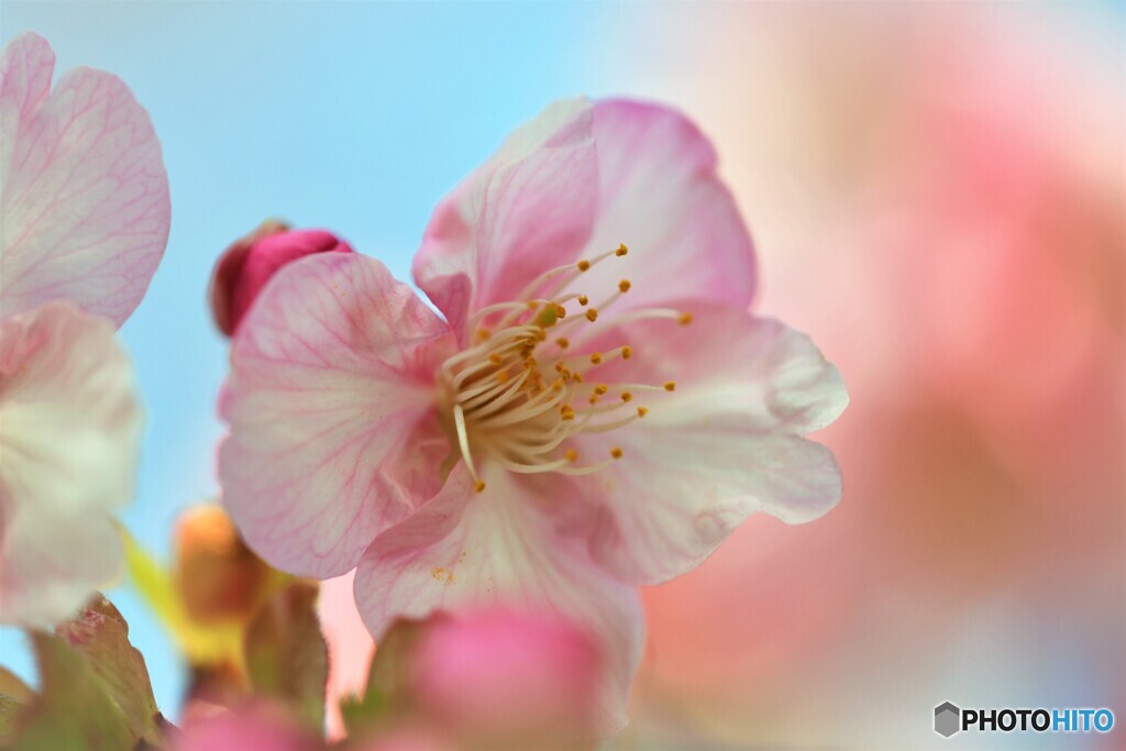 ２０２１桜だより～ⅸ