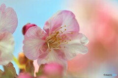 ２０２１桜だより～ⅸ