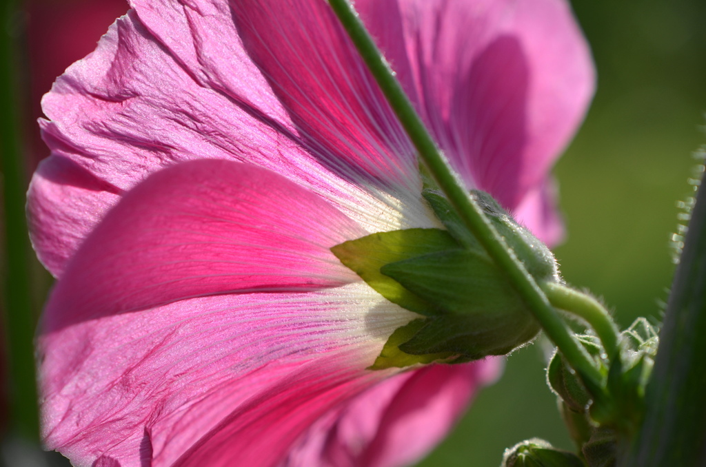 初夏の花－６