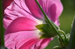初夏の花－６