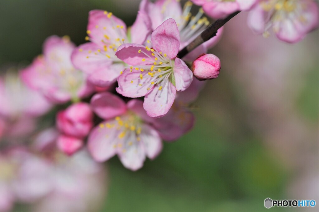 Prunus japonica