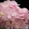 狂い咲き
