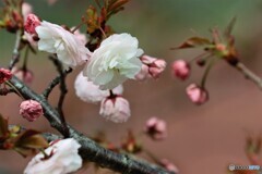 八重桜便り～ⅵ