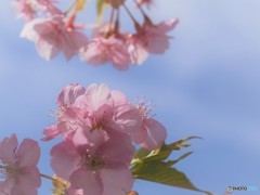 汐入河津桜と青空